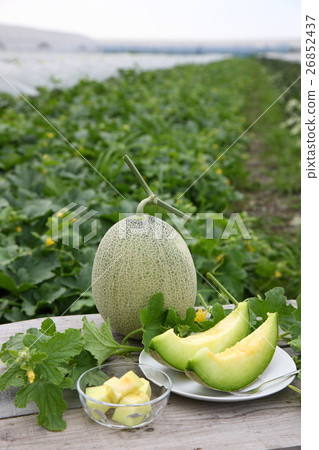 Sweet net melon 26852437