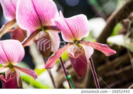 Paphiopedilum orchid in Doi Tung 26852443