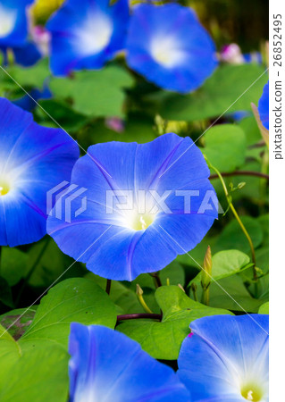 Blue morning glory 26852495