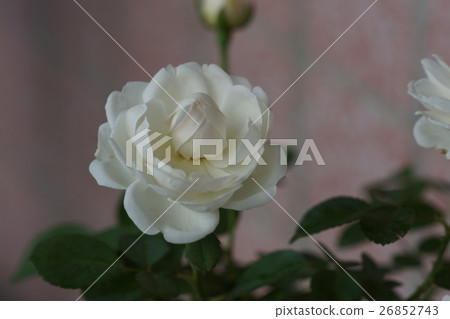 玫瑰 玫瑰 26852743
