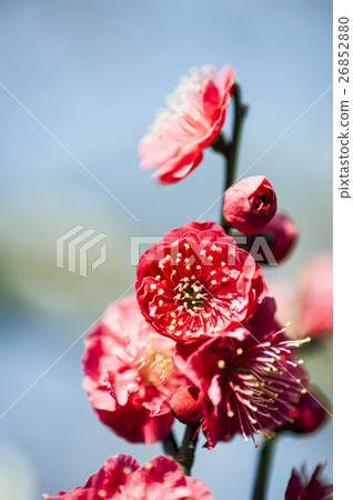 紅梅花 26852880