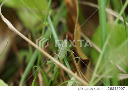 蚱蜢 26852907