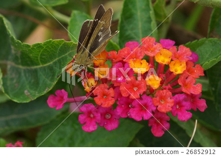 Florets Florets 26852912