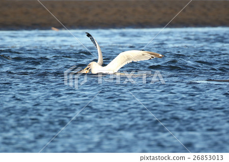 Seguro鷗 Seguro鷗 26853013