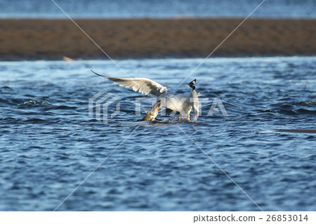 Seguro鷗 Seguro鷗 26853014