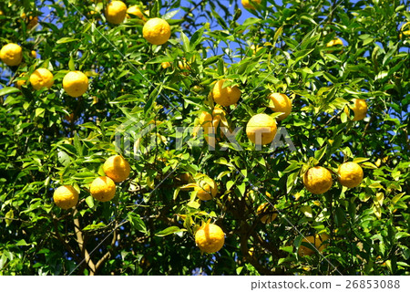 Yuzu tree full of fruits 26853088