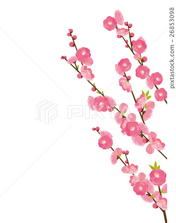 Peach blossoms Peach blossoms 26853098