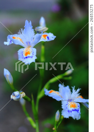 Shaga Shaga 26853275