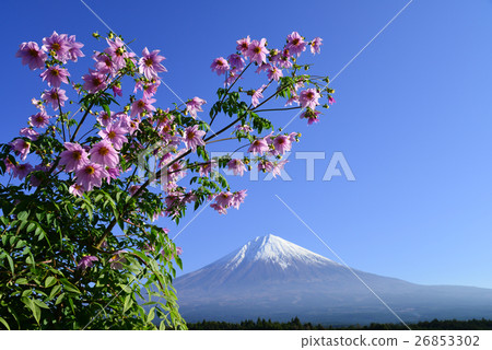 Emperor Dalia and Mt. Fuji Emperor Dalia and Mt. Fuji 26853302
