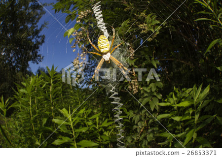 Argiope spider 26853371
