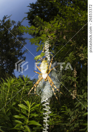 Argiope spider 26853372