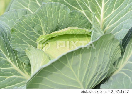 白菜田（生態圖像）的美味白菜 26853507
