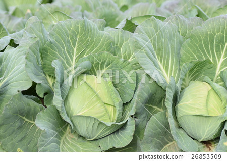 Delicious cabbage of cabbage field (eco image) 26853509