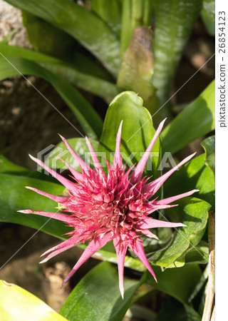 Close-up of ananus flowers Close-up of ananus flowers 26854123