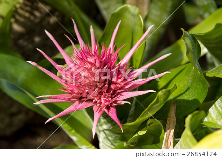 Close-up of ananus flowers 26854124