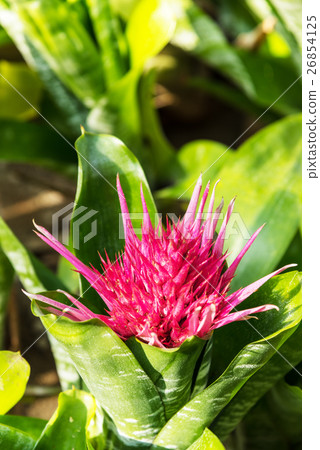 Close-up of ananus flowers Close-up of ananus flowers 26854125