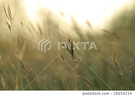 草,背景 26854214