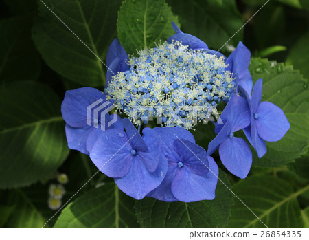 小田原城的繡球花（1） 26854335