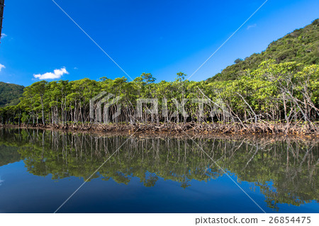 Iriomote Island Narra River Mangrove 26854475