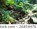Iriomote Island Narra River jungle 26854476