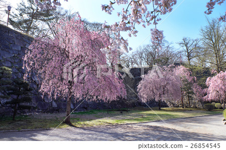 [百座著名的日本城堡]盛岡城堡（岩手公園）和櫻花盛開 26854545