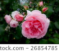 Pink rose 26854785