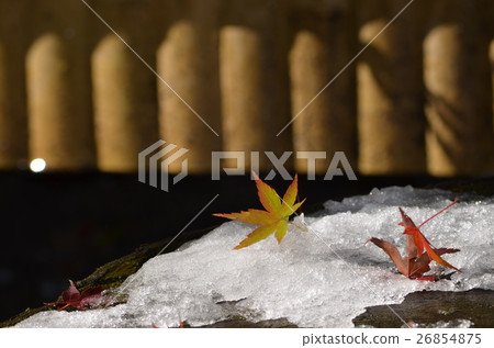 在雪的秋葉 在雪的秋葉 26854875