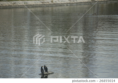 A cormorant 26855014