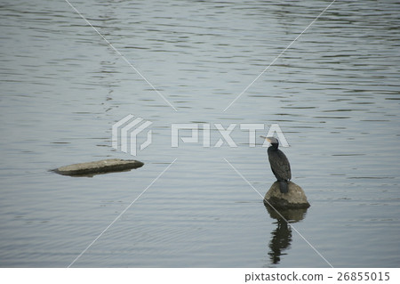 To wipe To wipe 26855015