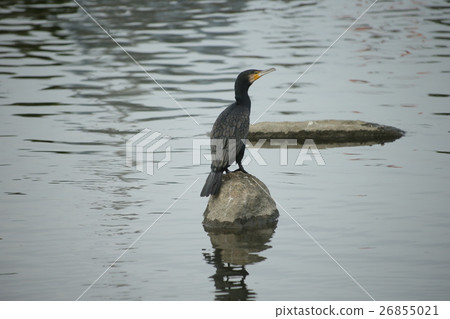 鸕鶿 鸕鶿 26855021