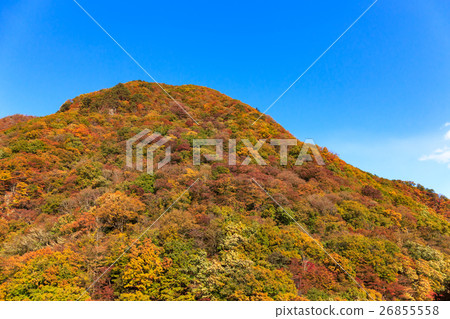 栗崎地區日光市，栃木縣（11月）樹蔭的秋葉 26855558
