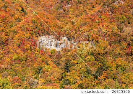 栃木縣日光市栗山地區秋葉卡拉基（11月）的陰影 26855566