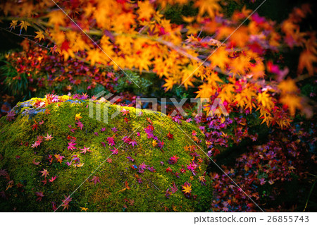 箱根美術館“苔蘚花園和秋葉” 箱根美術館“苔蘚花園和秋葉” 26855743