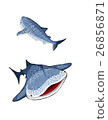 Whale shark 26856871