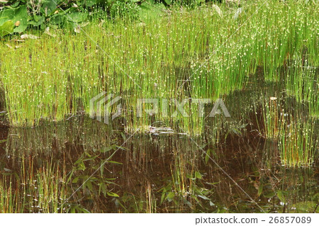 Mosen gargo的蛤蜊 26857089