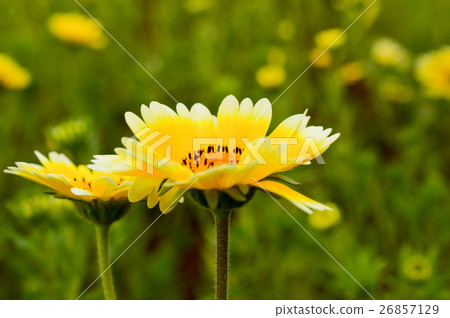 祖瑪giro雛菊 26857129