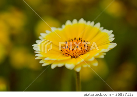 Zuma giro daisy 26857132