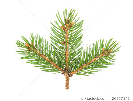 Fir tree branch isolated on white background 26857141