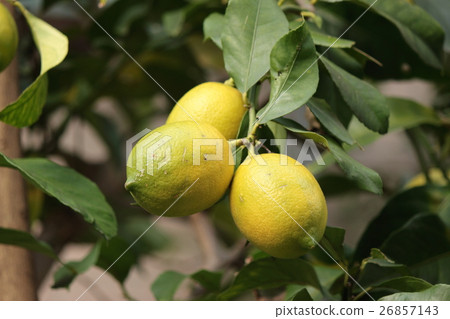 Lemon Lemon 26857143