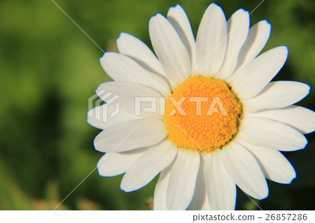 羅馬洋甘菊 26857286