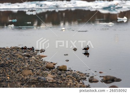 Small teal in cold water Small teal in cold water 26858092