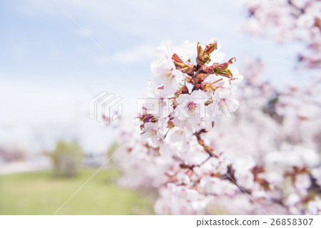 Cherry blossoms in full bloom (shallow depth of field) 26858307
