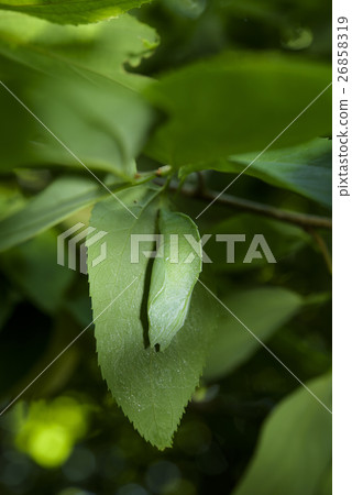 Pupa of Omurasaki 26858319