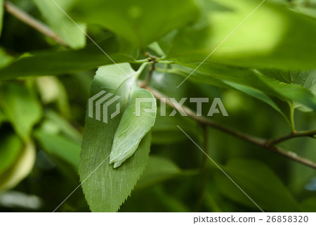 Pupa of Omurasaki 26858320