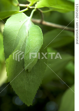 Omurasaki的蛹 Omurasaki的蛹 26858321