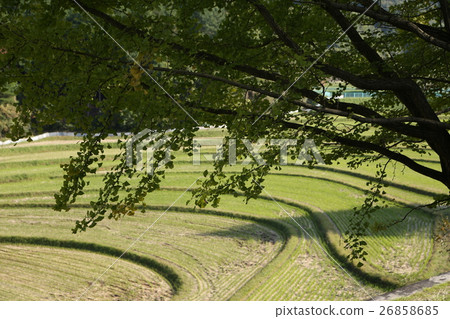 Rice terraces and ginkgo 26858685
