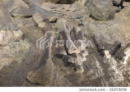 Fossils of dinosaurs Fossils of dinosaurs 26858696