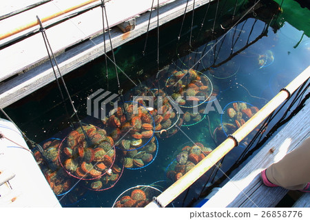 綠泥殼培養 26858776