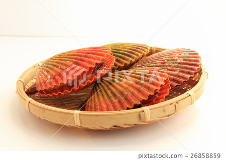 Glib shell 26858859