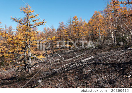 Fuji Subaru Line, Larch forests in the garden and fallen trees 26860413